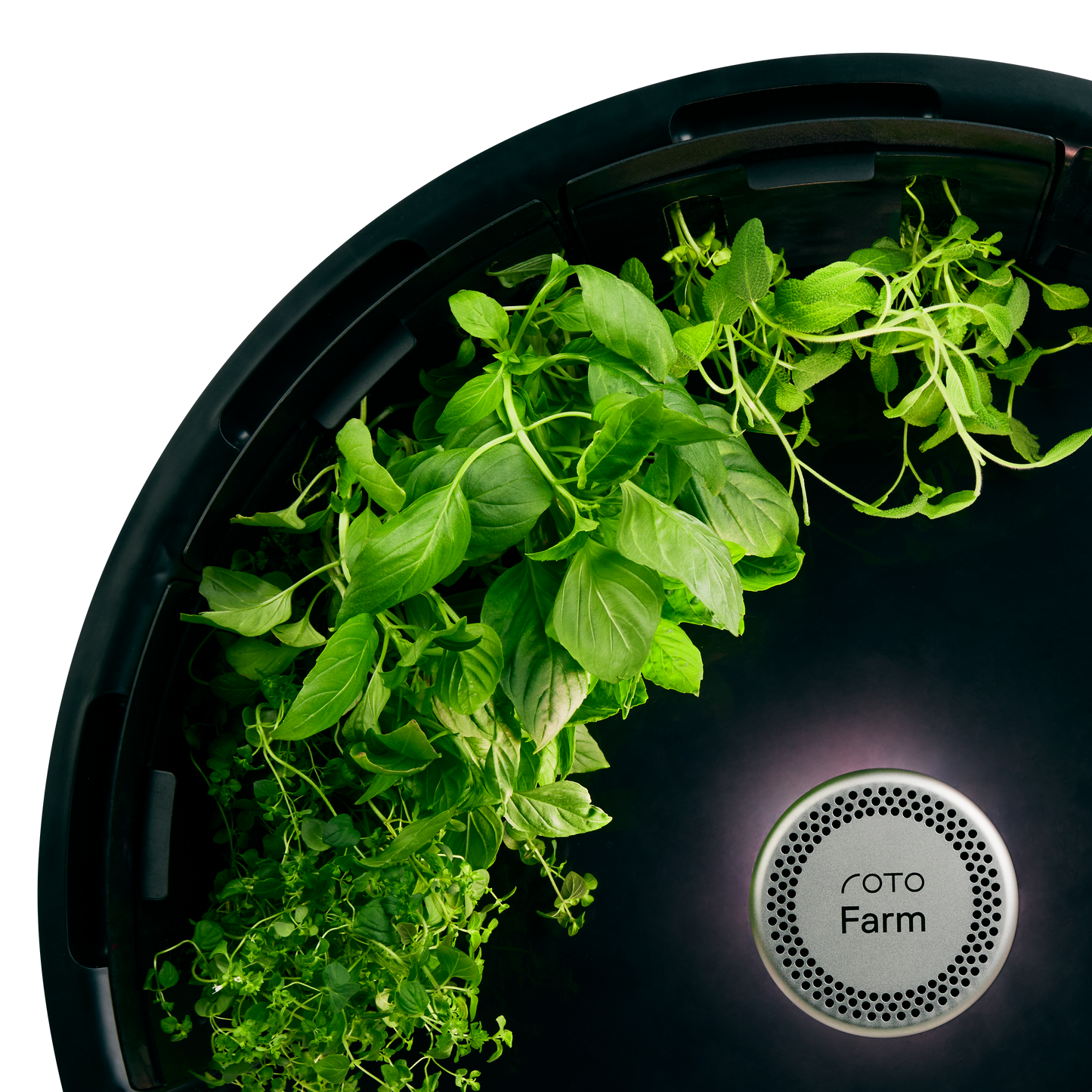 Thai Basil 3-Pack for Roto Farm