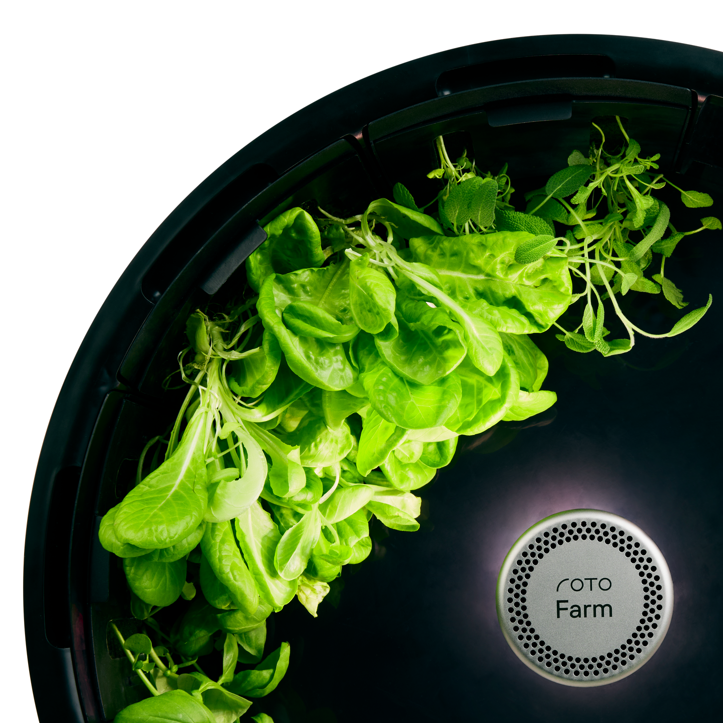 Lettuce 3-Pack for Roto Farm