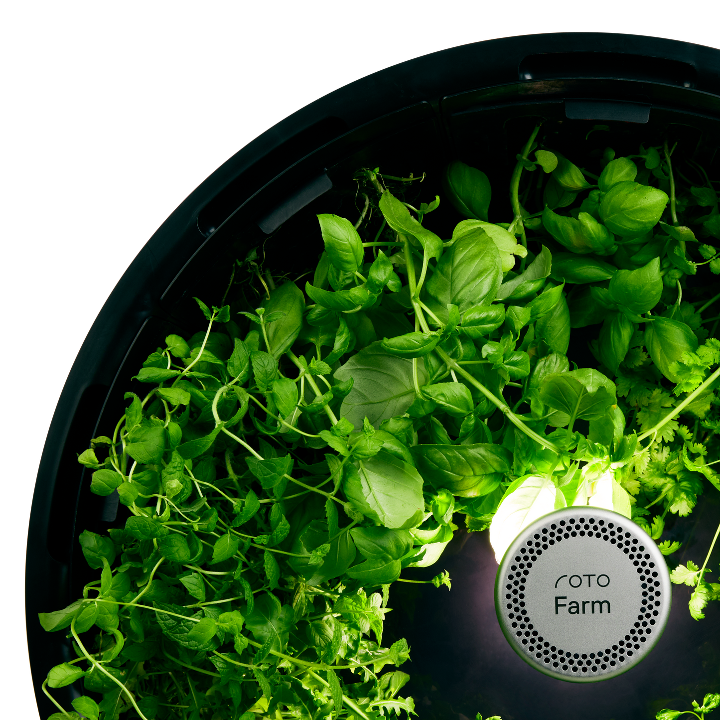 Sweet Basil 3-Pack for Roto Farm