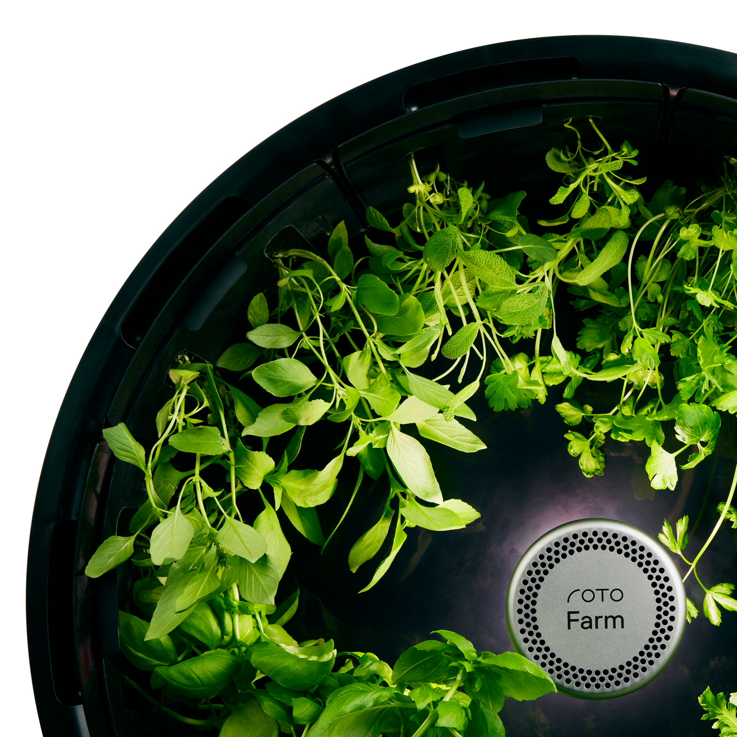 Lemon Basil 3-Pack for Roto Farm