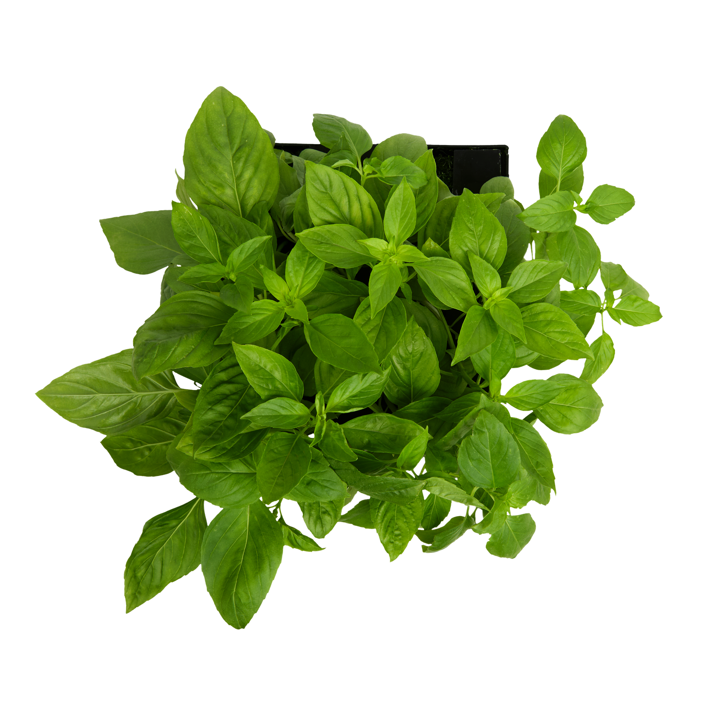 Thai Basil 3-Pack for Roto Farm