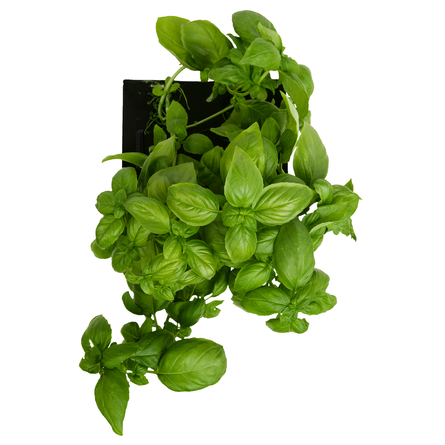 Sweet Basil 3-Pack for Roto Farm