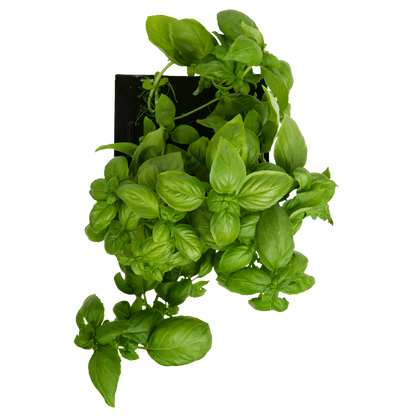 Sweet Basil 3-Pack for Roto Farm