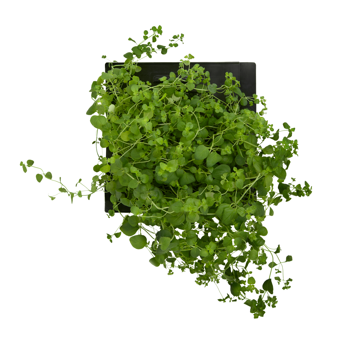 Oregano 3-Pack for Roto Farm