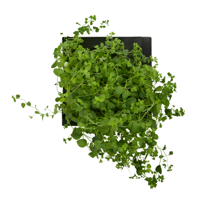 Oregano 3-Pack for Roto Farm