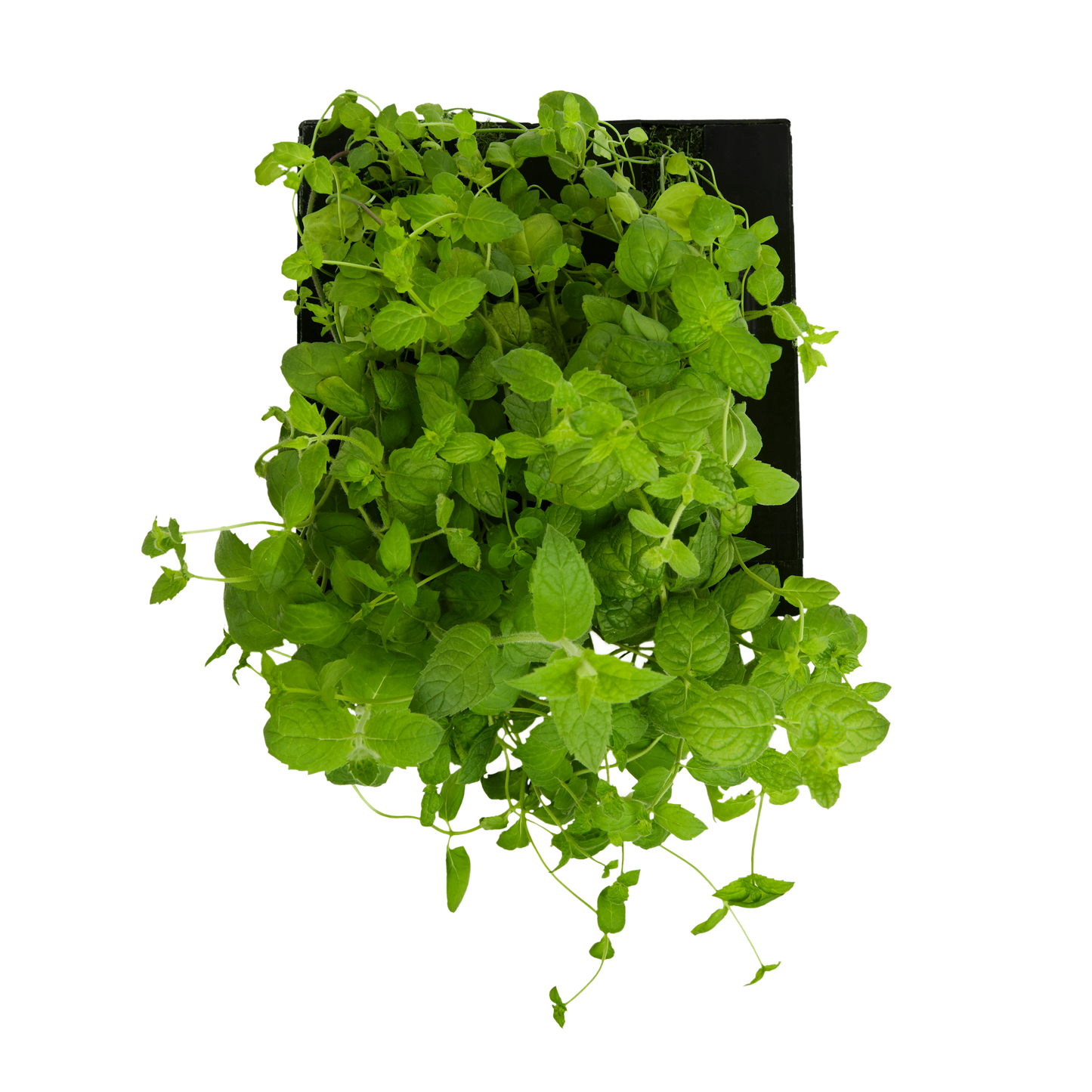 Spearmint 3-Pack for Roto Farm