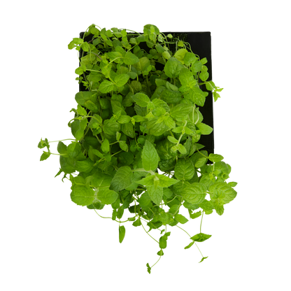 Spearmint 3-Pack for Roto Farm