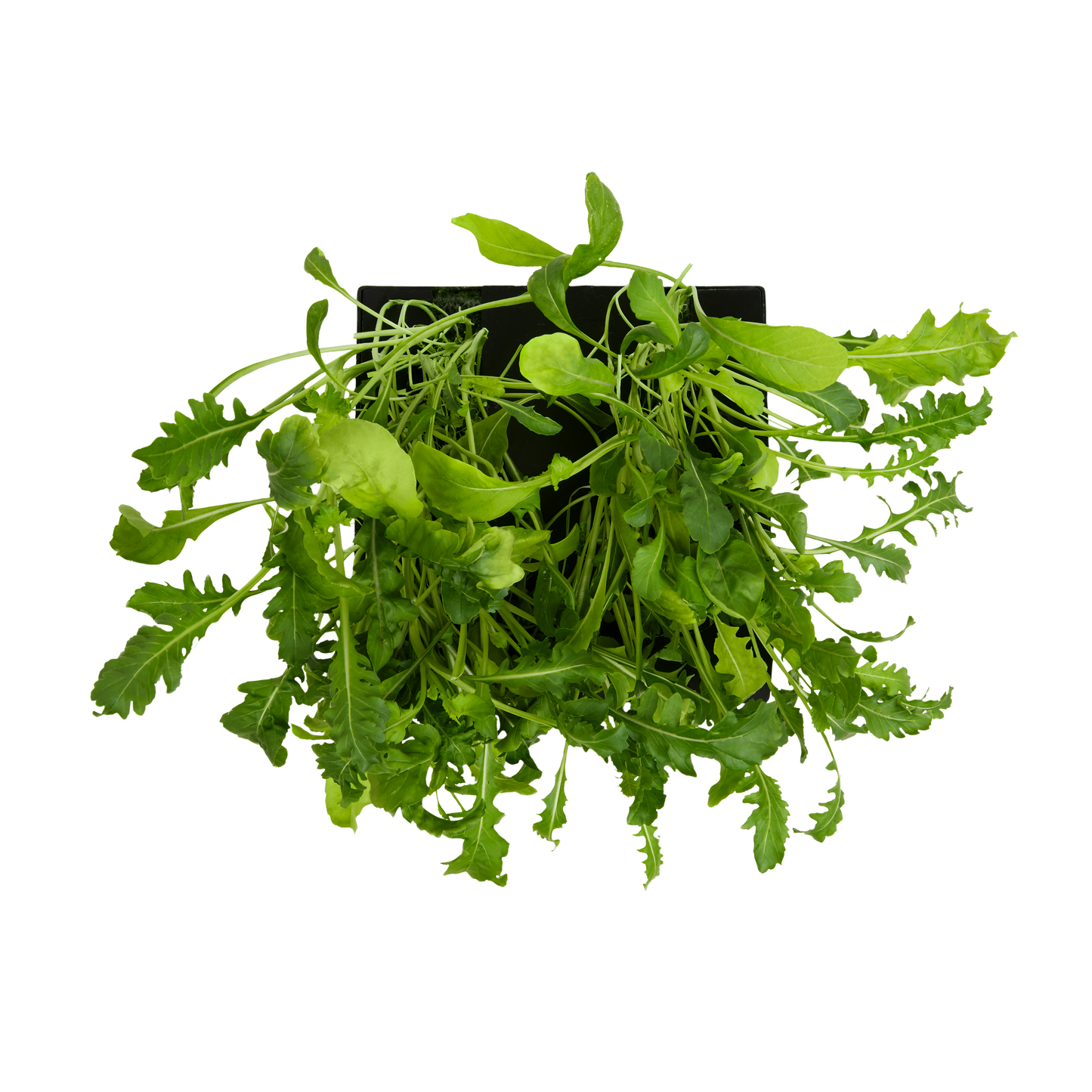 Arugula 3-Pack for Roto Farm