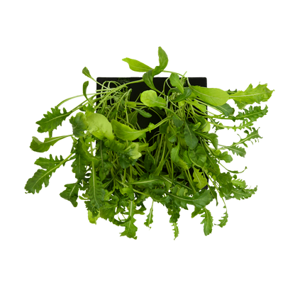 Arugula 3-Pack for Roto Farm