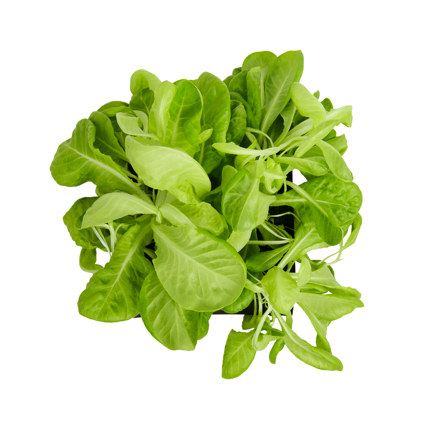 Lettuce 3-Pack for Roto Farm