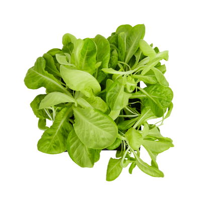 Lettuce 3-Pack for Roto Farm