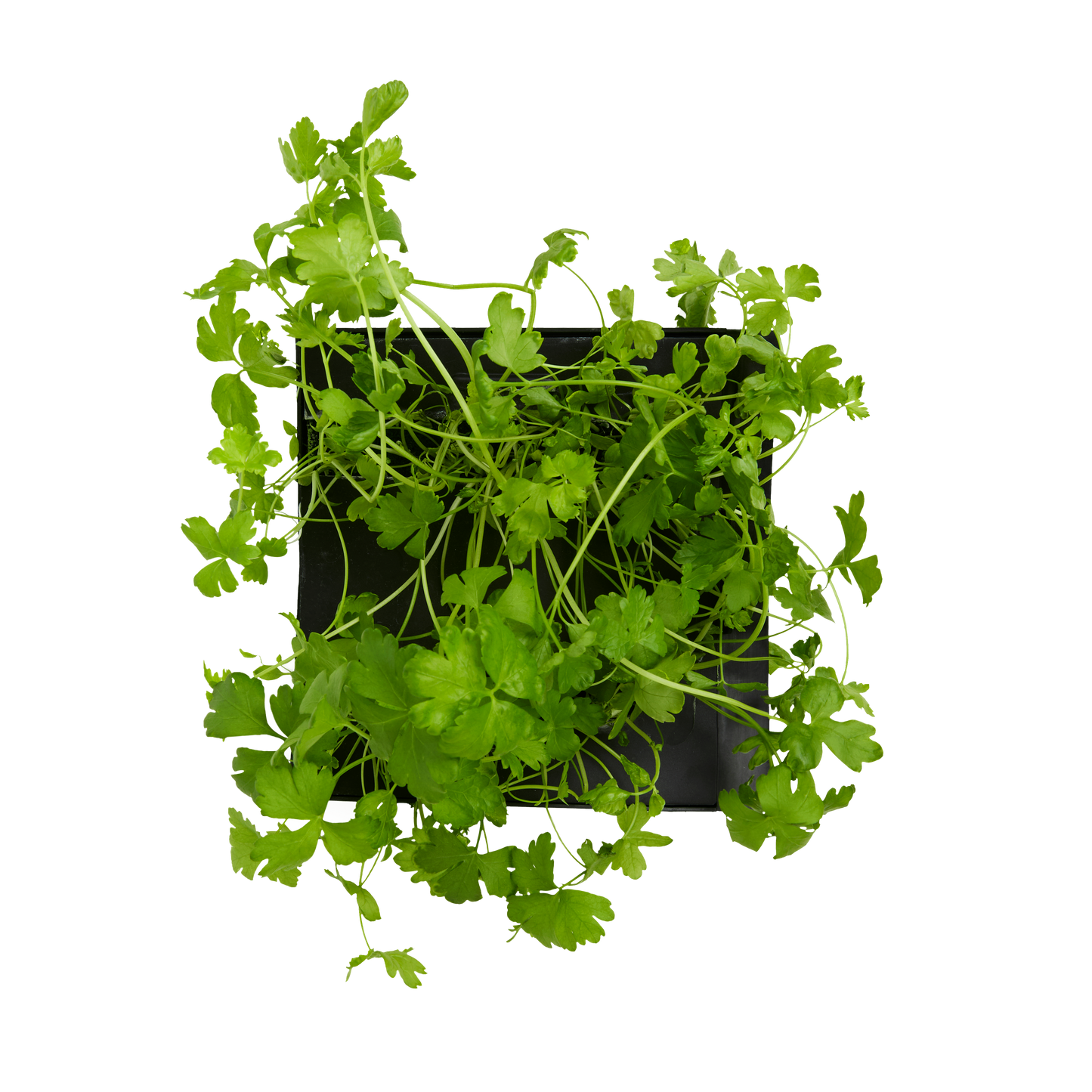 Cilantro (Coriander) 3-Pack for Roto Farm