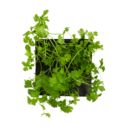 Cilantro (Coriander) 3-Pack for Roto Farm