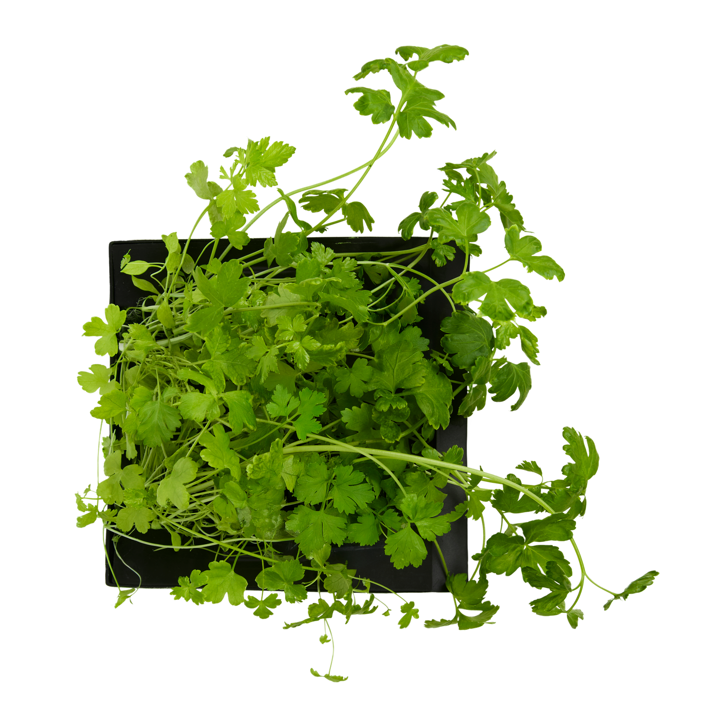 Parsley 3-Pack for Roto Farm