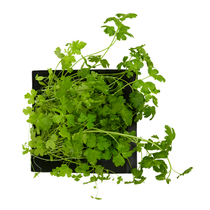 Parsley 3-Pack for Roto Farm