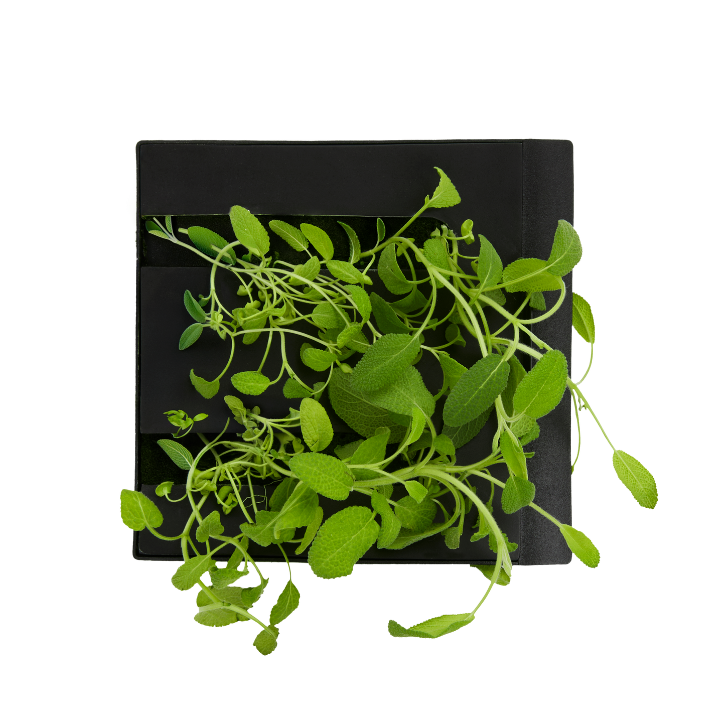 Sage 3-Pack for Roto Farm