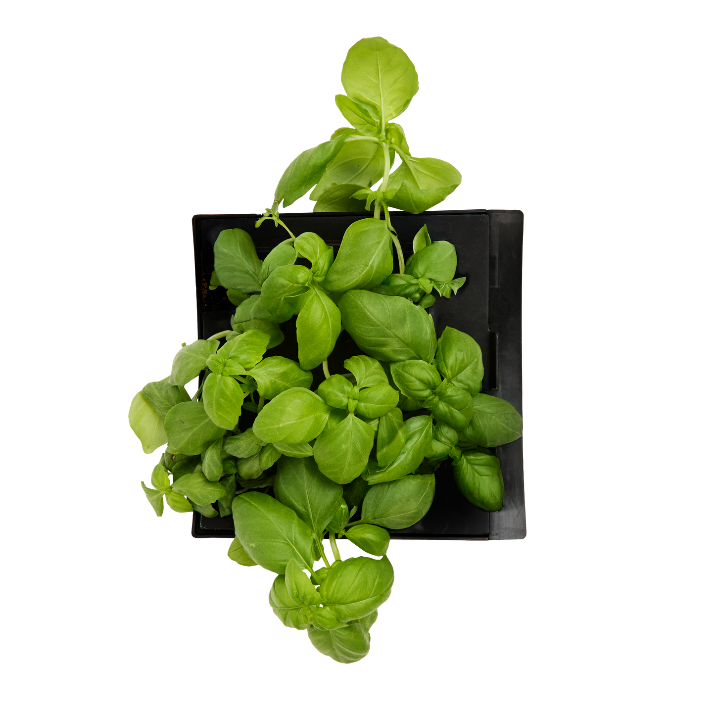 Lemon Basil 3-Pack for Roto Farm