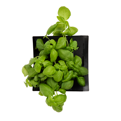 Lemon Basil 3-Pack for Roto Farm