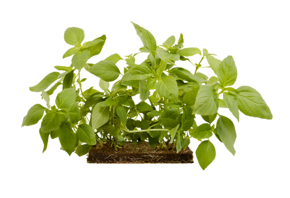 Lemon Basil 3-Pack for Roto Farm