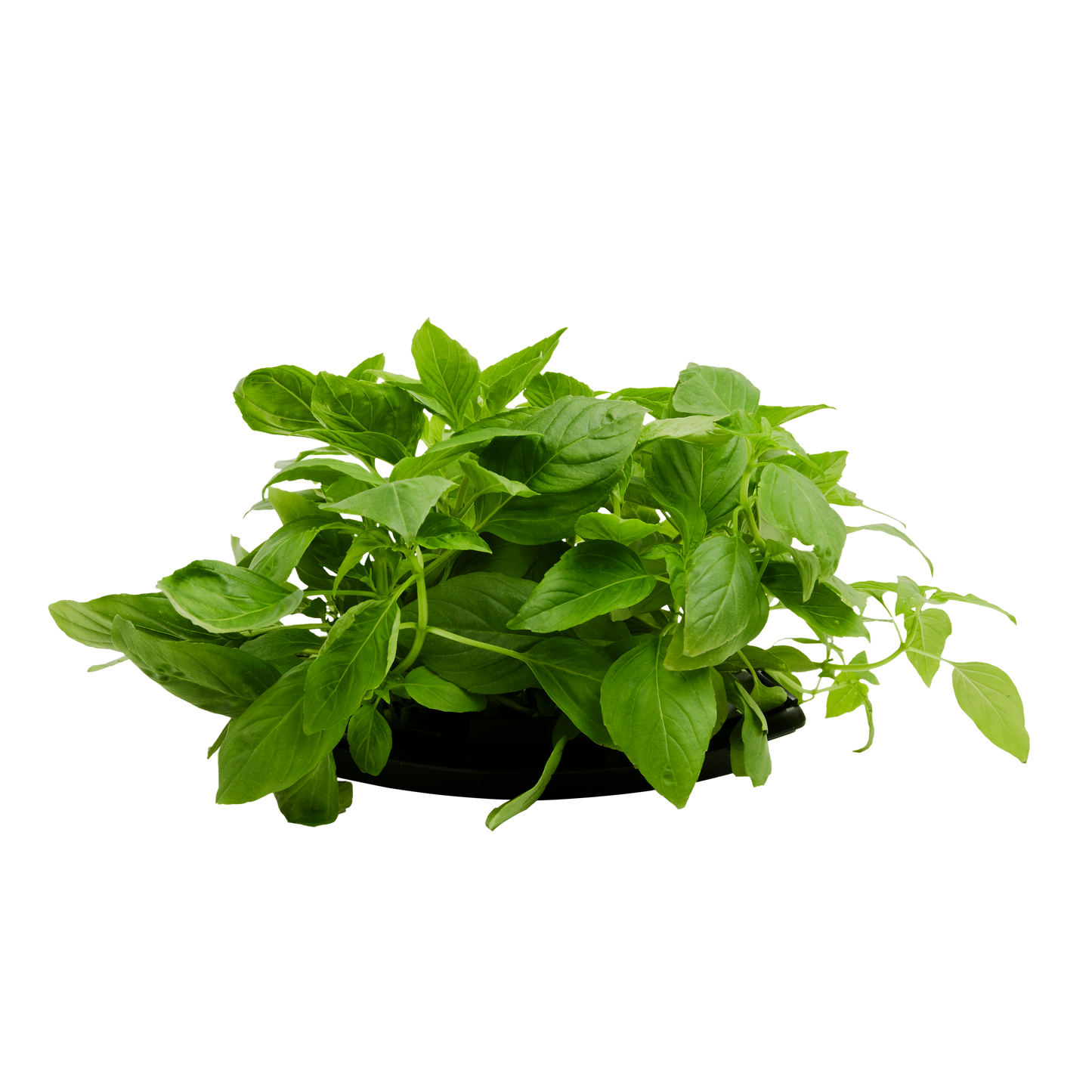 Thai Basil 3-Pack for Roto Farm