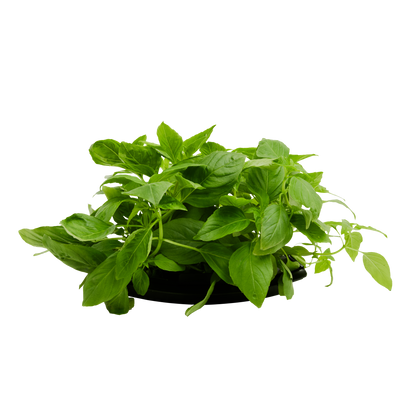 Thai Basil 3-Pack for Roto Farm