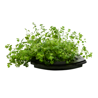 Oregano 3-Pack for Roto Farm