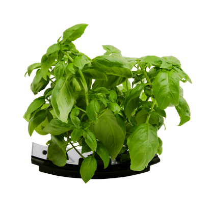Sweet Basil 3-Pack for Roto Farm