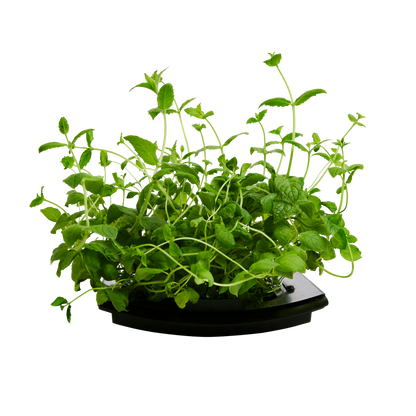 Spearmint 3-Pack for Roto Farm