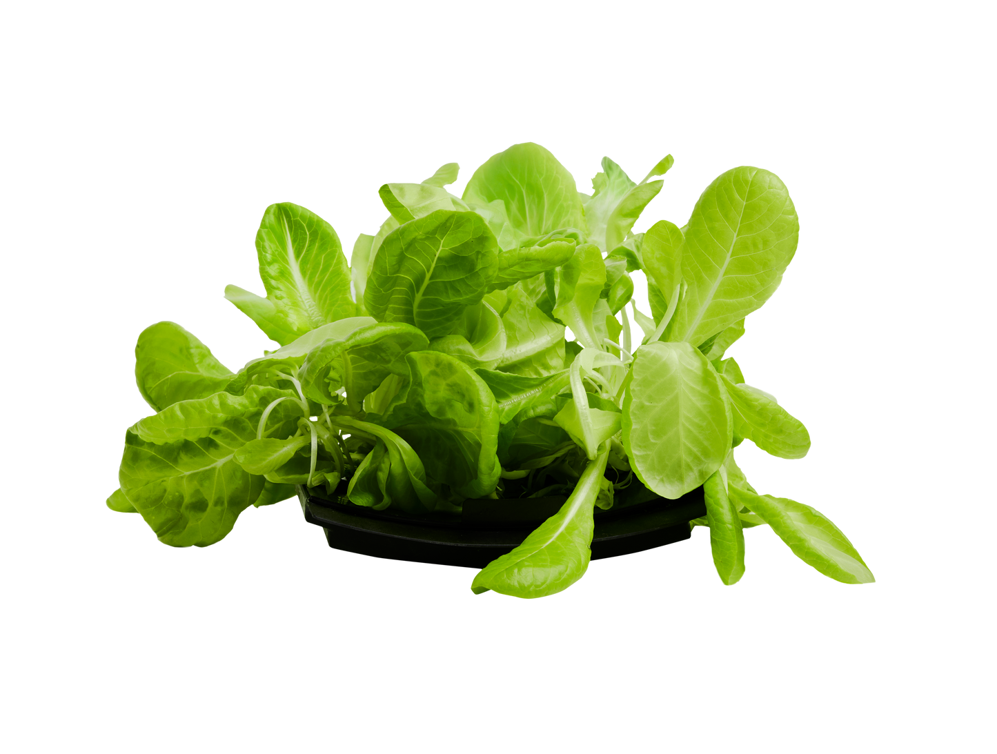 Lettuce 3-Pack for Roto Farm