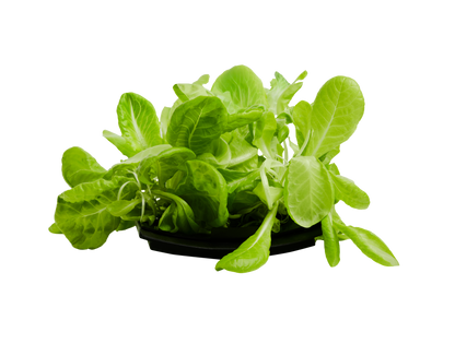 Lettuce 3-Pack for Roto Farm