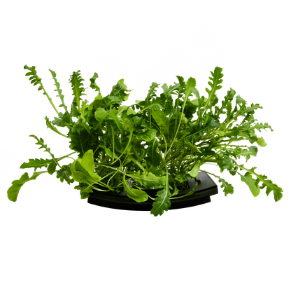 Arugula 3-Pack for Roto Farm