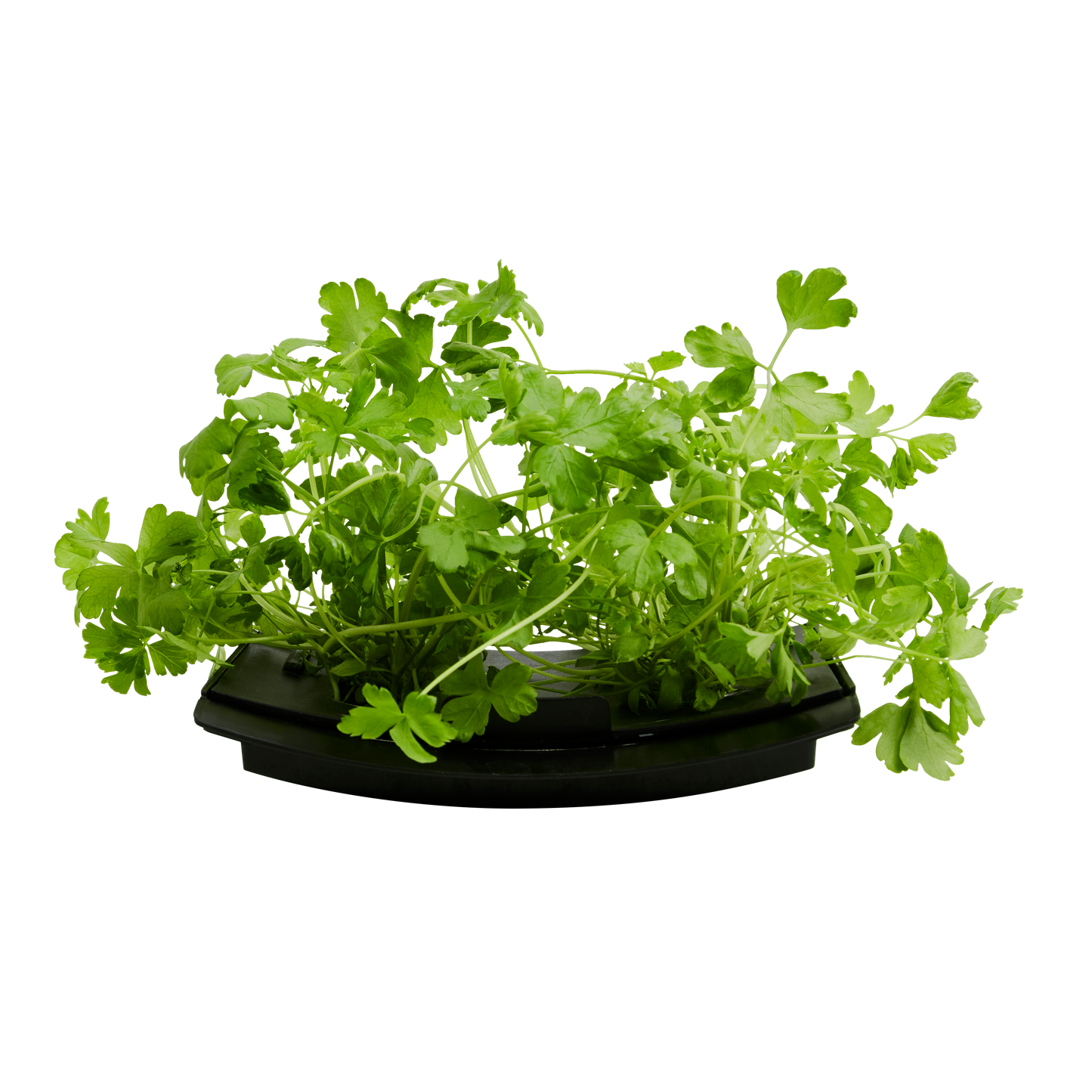 Cilantro (Coriander) 3-Pack for Roto Farm