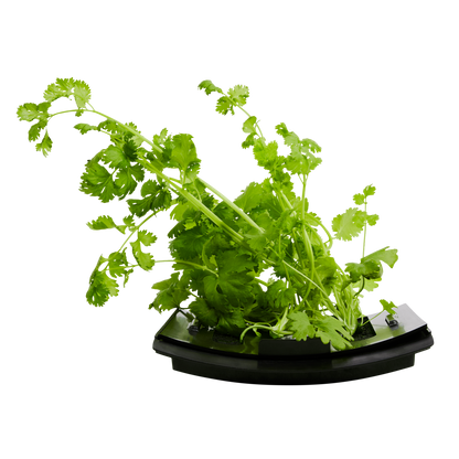 Parsley 3-Pack for Roto Farm