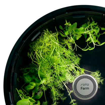 Dill 3-Pack for Roto Farm