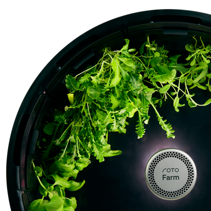 Arugula 3-Pack for Roto Farm