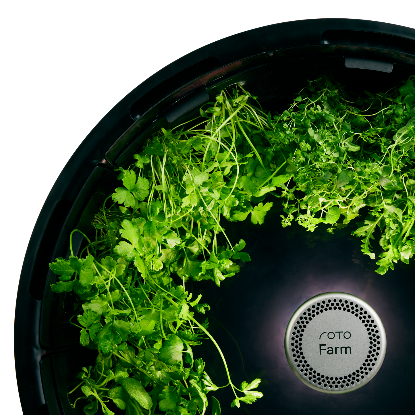 Cilantro (Coriander) 3-Pack for Roto Farm