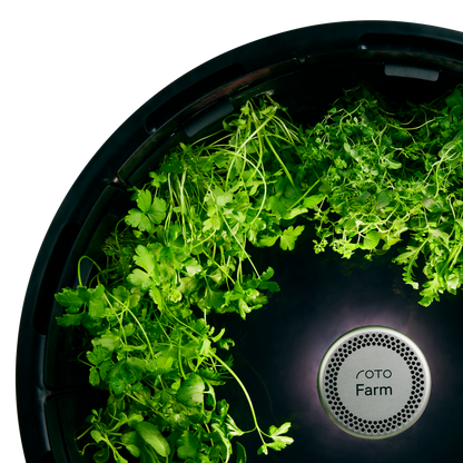 Cilantro (Coriander) 3-Pack for Roto Farm