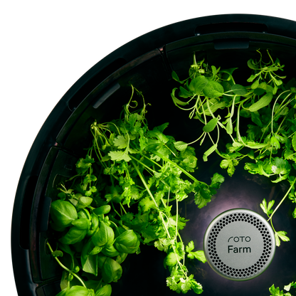 Parsley 3-Pack for Roto Farm