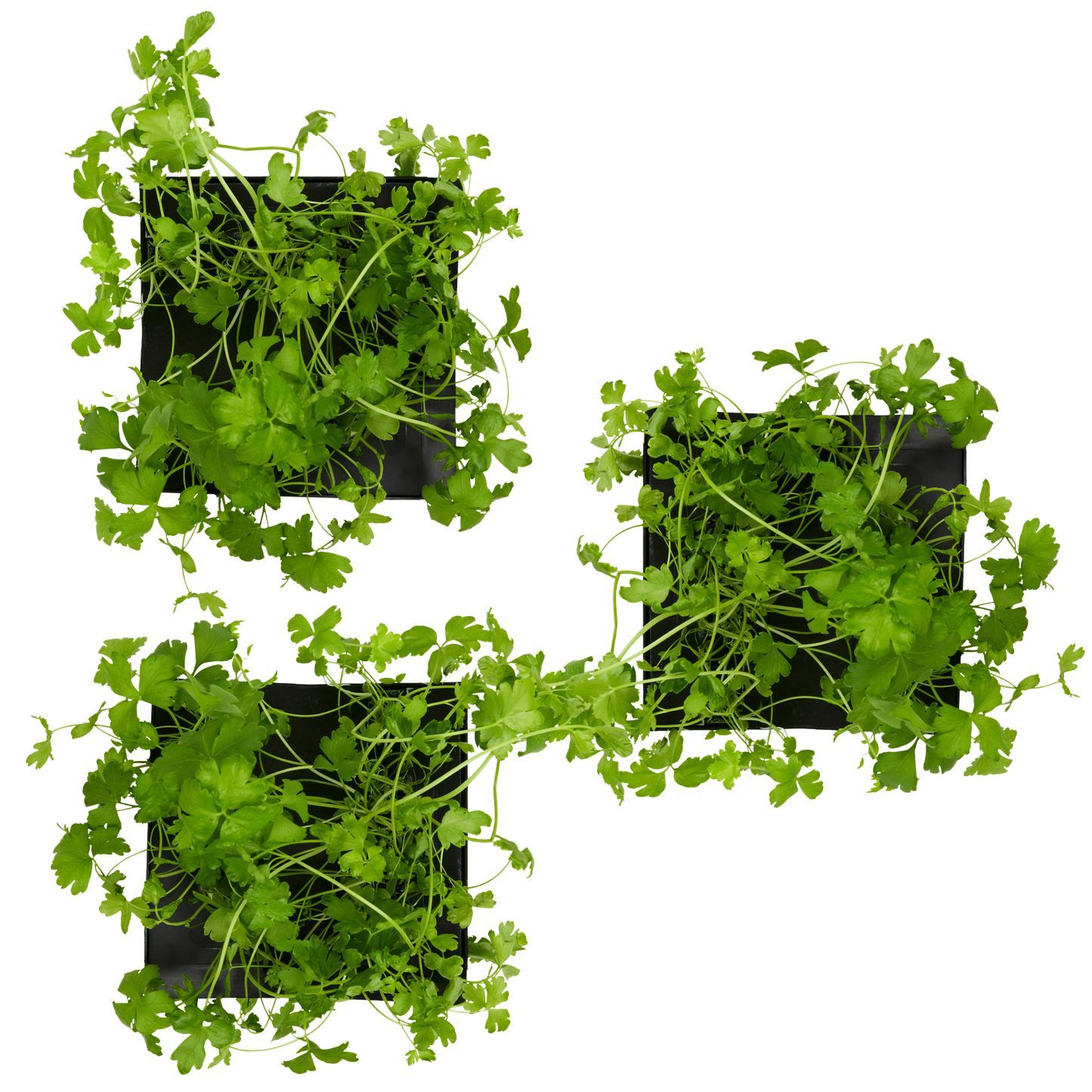 Cilantro (Coriander) 3-Pack for Roto Farm