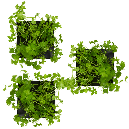 Cilantro (Coriander) 3-Pack for Roto Farm