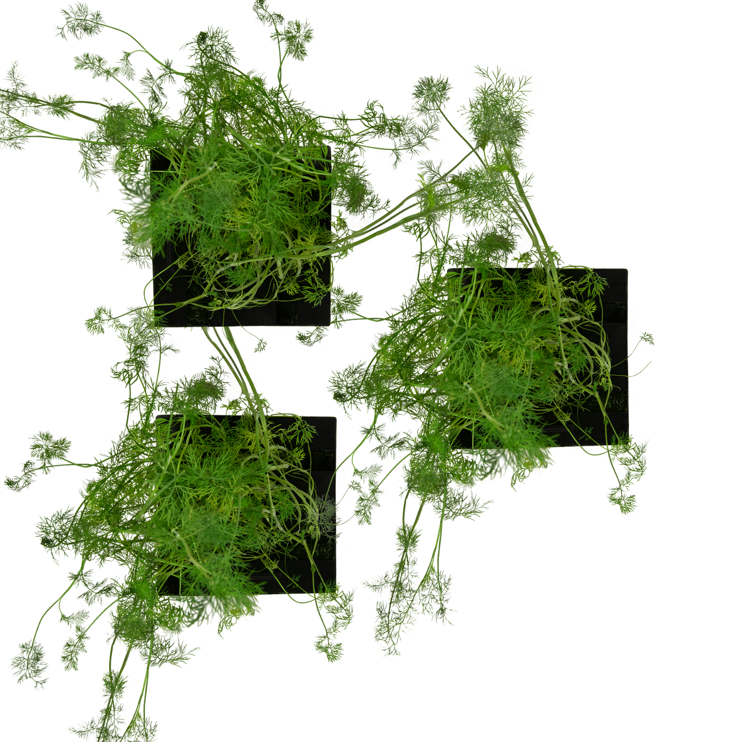 Dill 3-Pack for Roto Farm