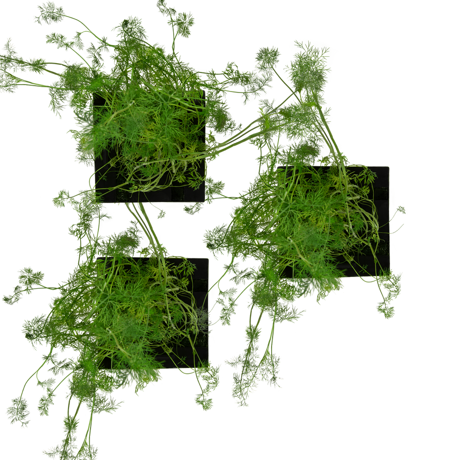 Dill 3-Pack for Roto Farm