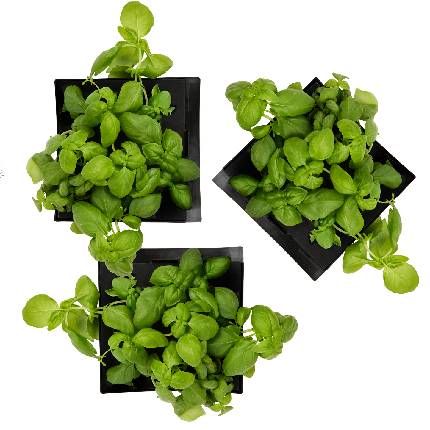 Lemon Basil 3-Pack for Roto Farm