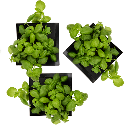 Lemon Basil 3-Pack for Roto Farm