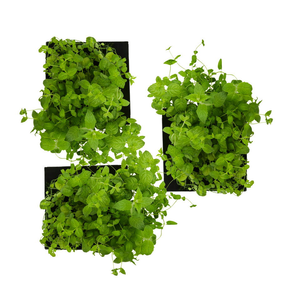 Spearmint 3-Pack for Roto Farm