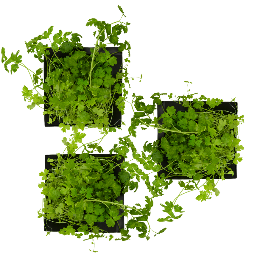 Parsley 3-Pack for Roto Farm