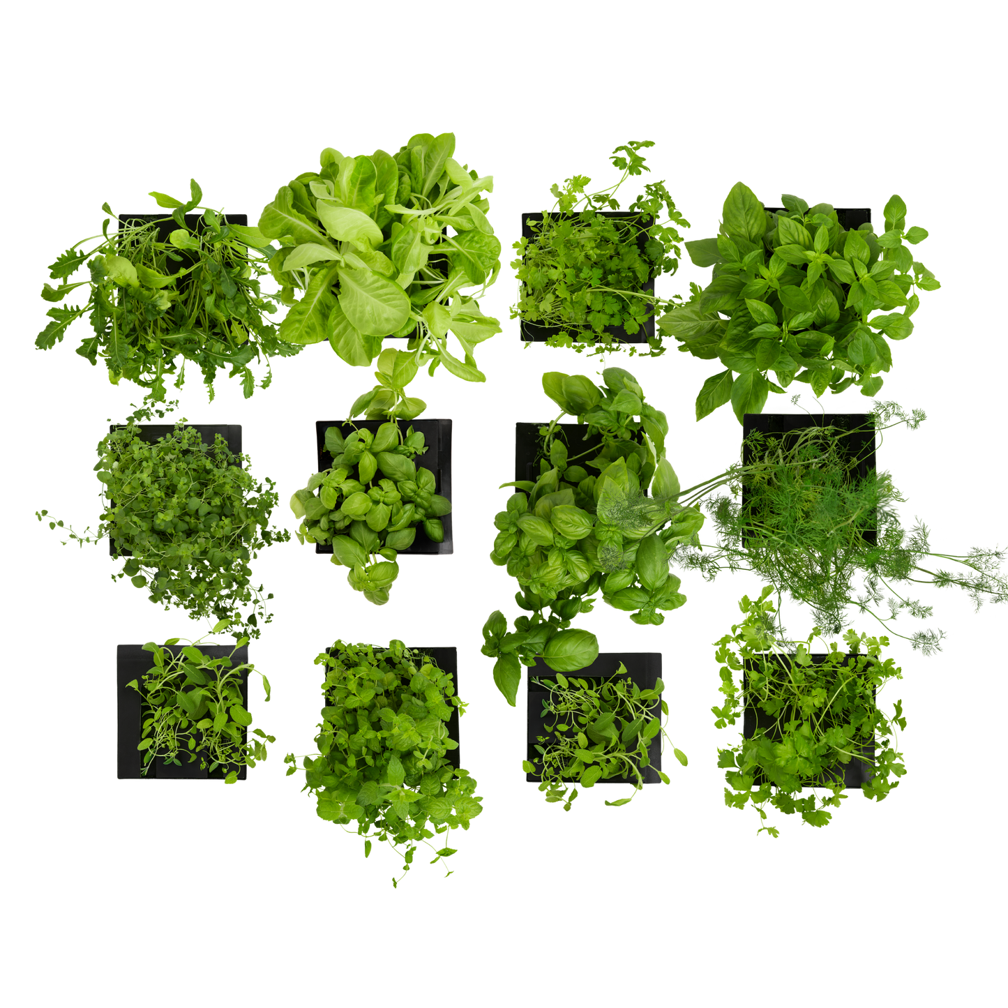 Box Set 12-Pack for Roto Farm